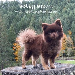 Bobby - Pomeranian