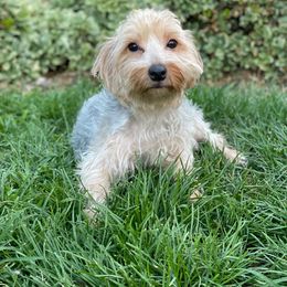 Yorkshire Terrier Puppies from Sunshine Yorkies