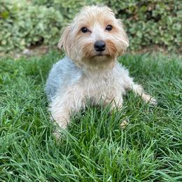 Yorkshire Terrier Puppies from Sunshine Yorkies