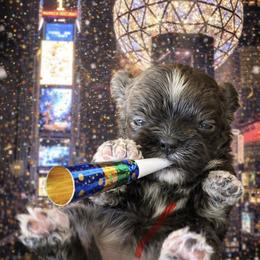 Sassy - Blue and white female Shih Tzu puppy in Hialeah, Florida from South East Coast Angels Shih Tzus