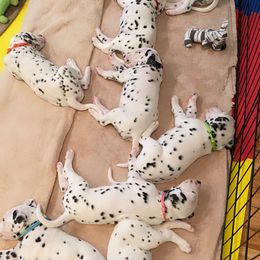 Dalmatian Puppies from Whispered Spots Dalmatians