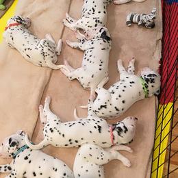 Dalmatian Puppies from Whispered Spots Dalmatians