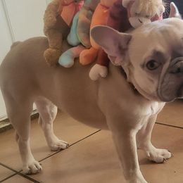 Bulldogs and French Bulldogs from Jose's Bulldogs and French Bulldogs