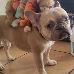 Bulldogs and French Bulldogs from Jose's Bulldogs and French Bulldogs