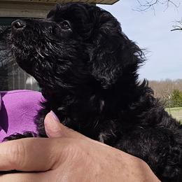 Charlie - Black and white male Aussiedoodle puppy in Windom, Texas from Wild Farm Puppies