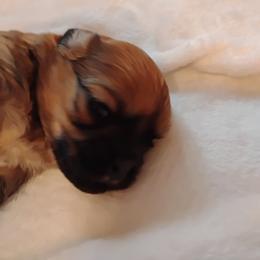 Freddie - Brown male Shichon puppy in Bloomington, Indiana from Laura's Teddy Bears