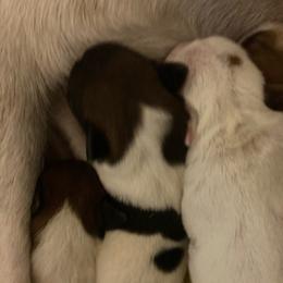 Lady Deja - White and tan female Russell Terrier puppy in Missouri from Royal Russells Ranch