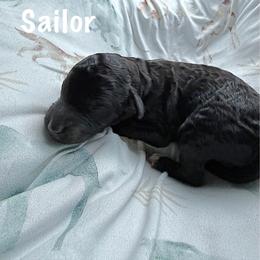 Sailor - Black female Goldendoodle puppy in Atlantic Beach, Florida from Glamorous Golden Doodles