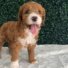 Pink girl - Red Australian Labradoodle puppy in Modesto, California from Two Doods Doodles