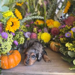 Silver dapple male long hair - Dapple male Dachshund puppy in Wills Point, Texas from East Mini Dachshunds Texas