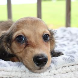 Dachshund Puppies from 3B Doxies