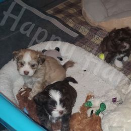 Havanese Puppies from Happy Havi Tails
