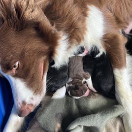 Border Collie Puppies from Pineview Farm