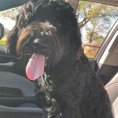 Double Doodle, Labradoodle, and Poodle All Grown Up from ETX Labracadabra Labradoodles