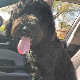 Double Doodle, Labradoodle, and Poodle All Grown Up from ETX Labracadabra Labradoodles