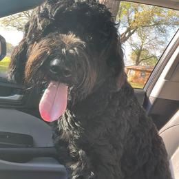 Double Doodle, Labradoodle, and Poodle All Grown Up from ETX Labracadabra Labradoodles