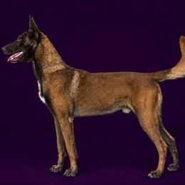 Enzo - Belgian Malinois