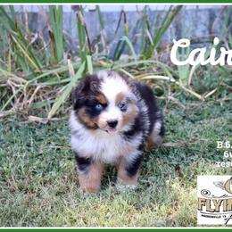 Cairo - Blue merle male Miniature Australian Shepherd puppy in Madisonville, Texas from Flying LL Aussies