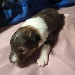 LITTLE LuLu - Sable and white female Shetland Sheepdog puppy in Houston, Texas from LaLa's Lilliputian Lassies