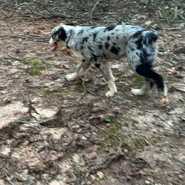 Scout - Boy 5 - Blue merle Australian Shepherd puppy in Cleveland, Georgia from J&L Farm