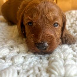 Eclair is burgundy collar female from Stroodles Bake Sale litter - Red  female Goldendoodle puppy in Hamilton, Montana from Stroodles Doodles