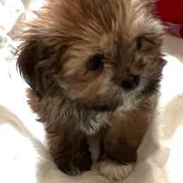 Lhasa Apso Puppies from Tibetan Tails