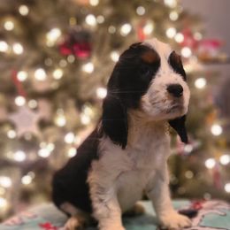 English Springer Spaniel Puppies from Rocky Top Springer Spaniels