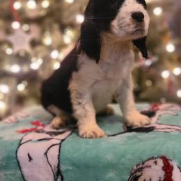 English Springer Spaniel Puppies from Rocky Top Springer Spaniels
