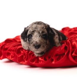 Max - Merle male Sheepadoodle puppy in Los Angeles, California from Exquisite Doodles