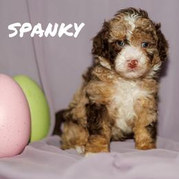 Spanky - Chocolate merle male Bernedoodle puppy in Gilbert, Arizona from Safe Havynn Doodles