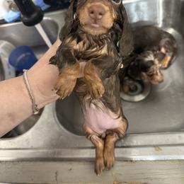 Dachshund Puppies from EntityDachs