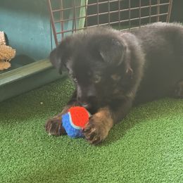 Boy 6 - Black and red male German Shepherd puppy in Rolesville, North Carolina from Ransomshire Shepherds