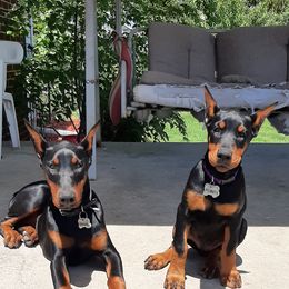 Doberman Pinscher Puppies from Steel Haus Dobermans