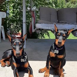 Doberman Pinscher Puppies from Steel Haus Dobermans