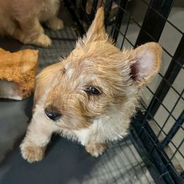 Scottish Terrier Puppies from Rocket's West Texas Scottish Terriers (WTX ST)