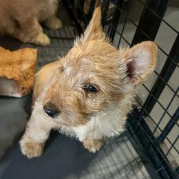 Scottish Terrier Puppies from Rocket's West Texas Scottish Terriers (WTX ST)