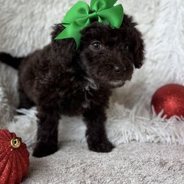 Sierra - female Australian Mountain Doodle puppy in Bristow, Oklahoma from 10-Acre Woods Cockapoos