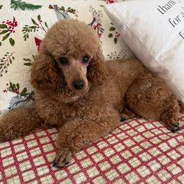 Coco or Cinnabon - Poodle