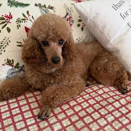 Coco or Cinnabon - Poodle