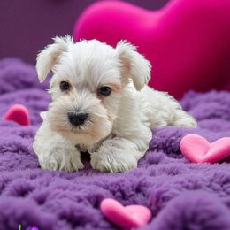 Grape - White female Miniature Schnauzer puppy in Houston, Texas from Haughton Farm
