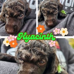 Hyacinth - Brown female Poodle puppy in Prescott, Arkansas from Wanderlust Poodles