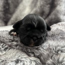 Shih Tzu Puppies from Our ShihTzu Family