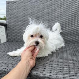 Cori - White male Maltese puppy in Brooksville, Florida from Vega's Maltese