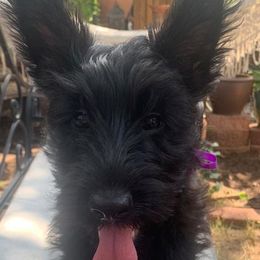 Scottish Terrier Puppies from 4 Scotts and a Do
