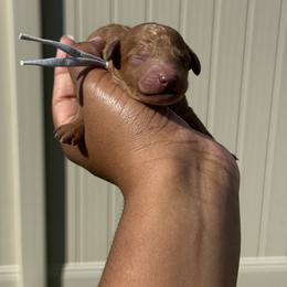 Meet Peppermint - Red  male Poodle puppy in Deltona, Florida from Poodles by CNC