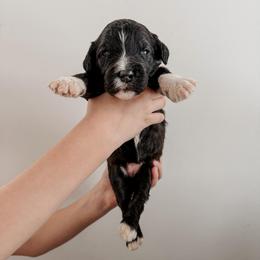 Brindle. - Black and white female Sheepadoodle puppy in Wabash, Indiana from DOODCompany