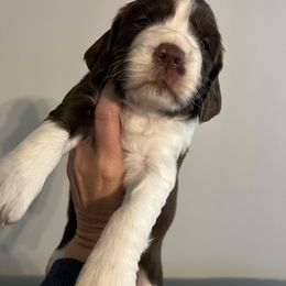 Purple collar liver and white - Liver and white female English Springer Spaniel puppy in Jamestown, Kentucky from Waterworks Springers