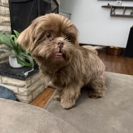 Paisley - Lilac female Shih Tzu puppy in Connersville, Indiana from Royal Blossom Shihtzus