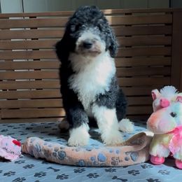 Pontiac - Black and white female Sheepadoodle puppy in Glen Rose, Texas from Clevenger’s Sheepadoodle Fur Baby Farm