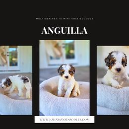 Anguilla - Blue merle male Aussiedoodle puppy in North Royalton, Ohio from Johnson's Doodles